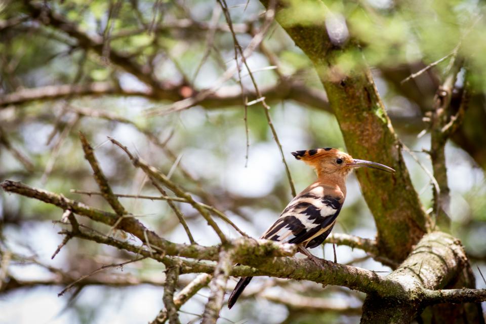 African Hoopoe