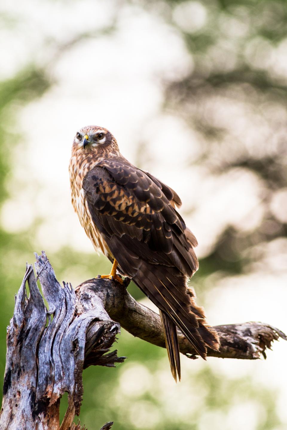 African March Harrier