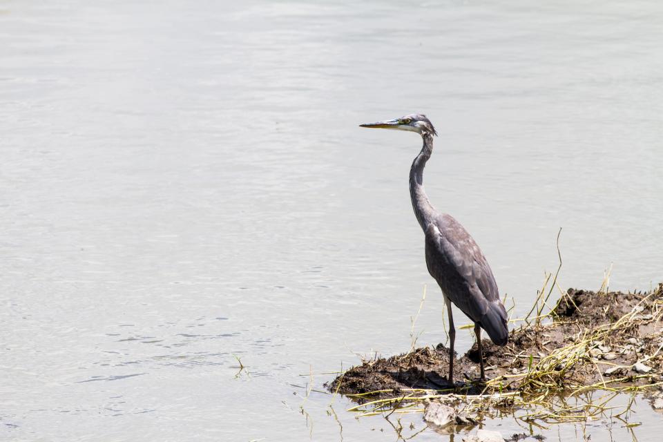 Black headed Heron