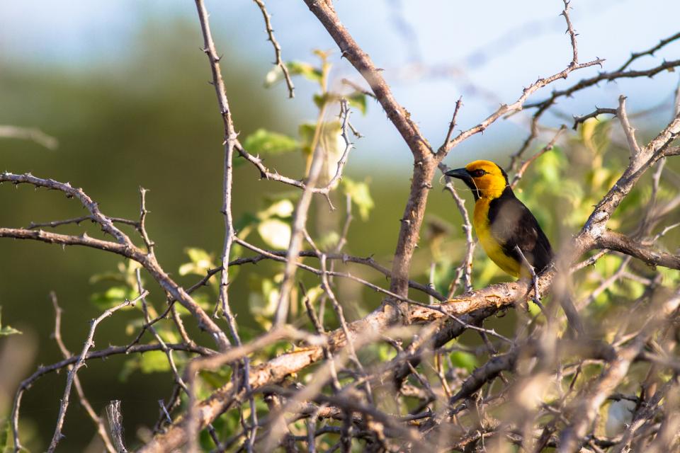 Black Necked Weaver