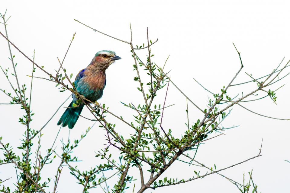 Lilac Breasted Roller