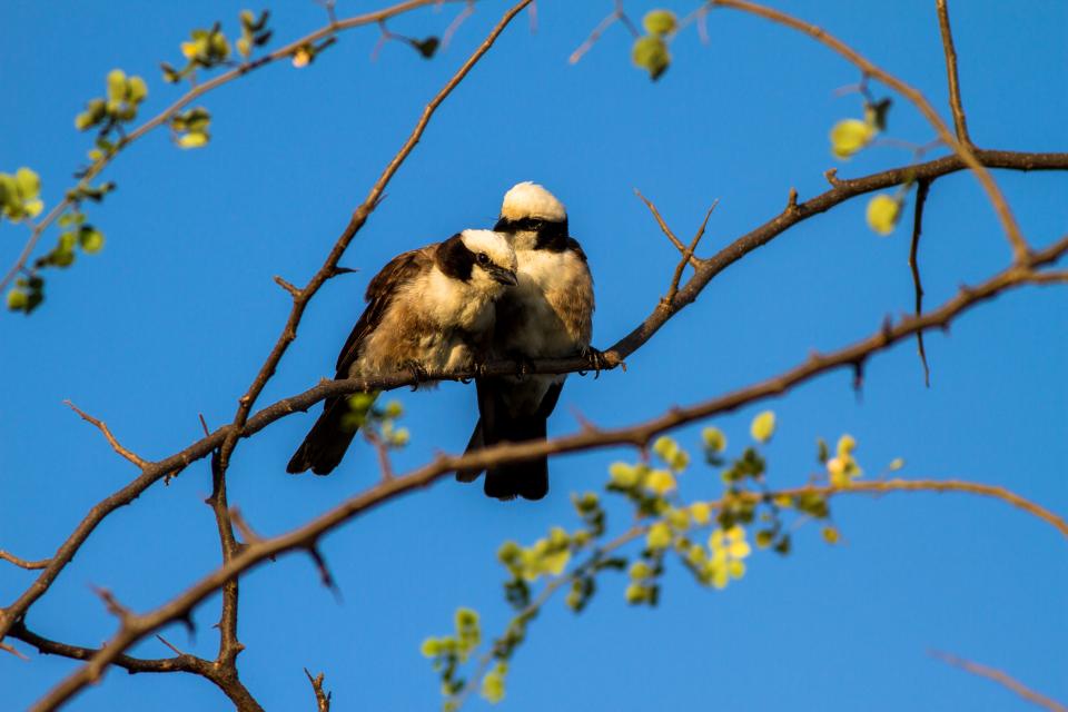 Norther White Crowned Shrike