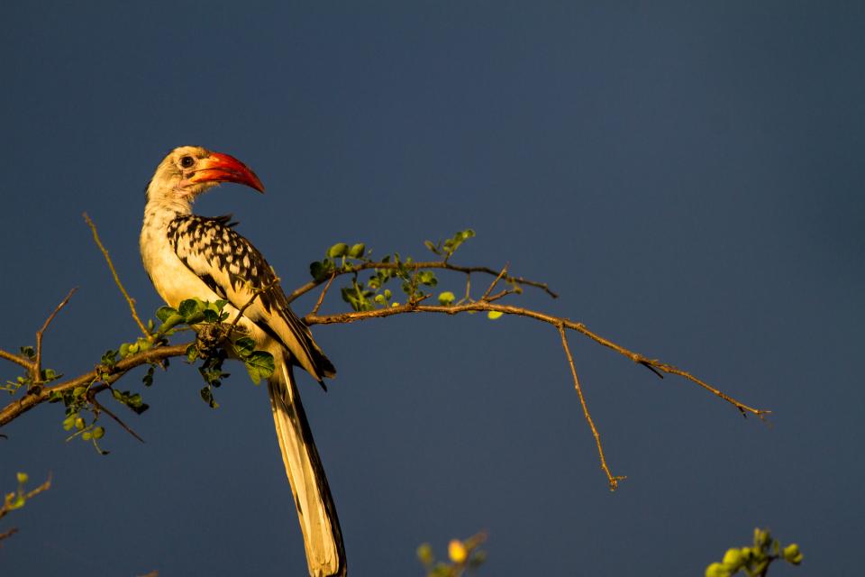 Rd Billed Hornbill