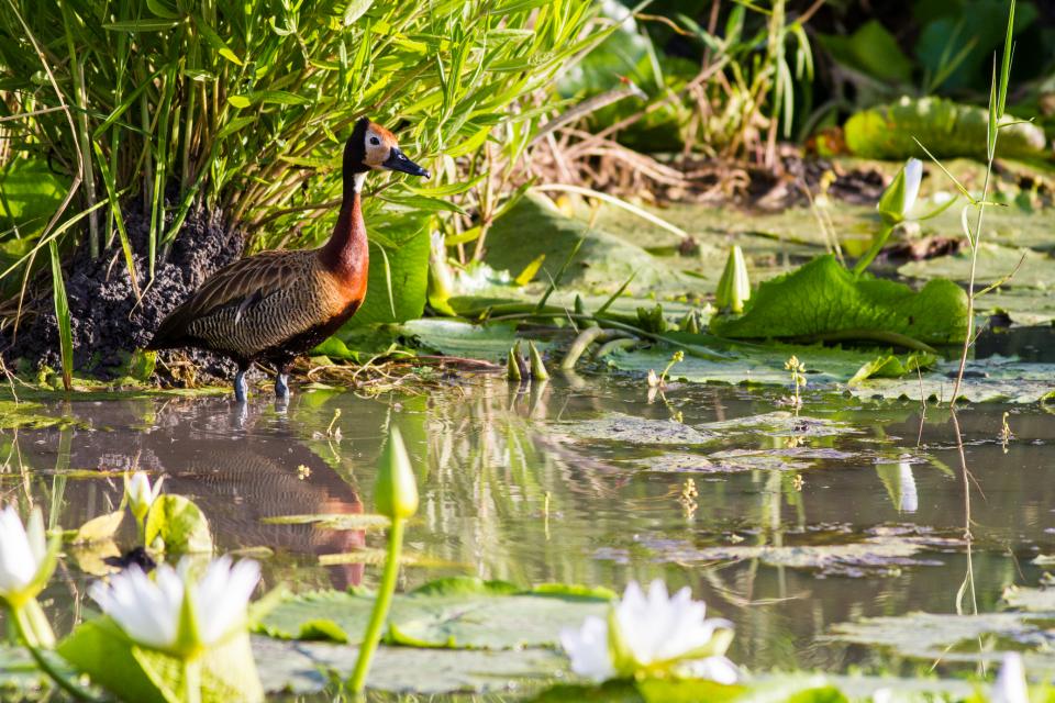 White Faced Whistling Duck