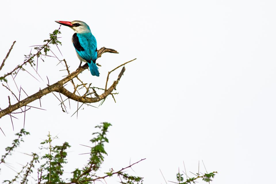 Woodland Kingfisher