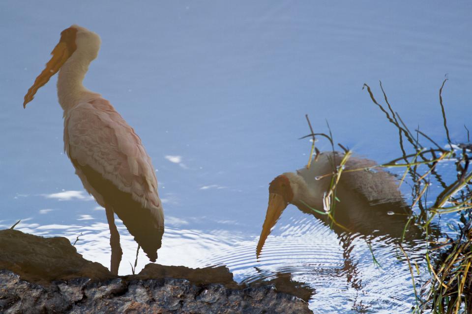 Yellow Billed Stork