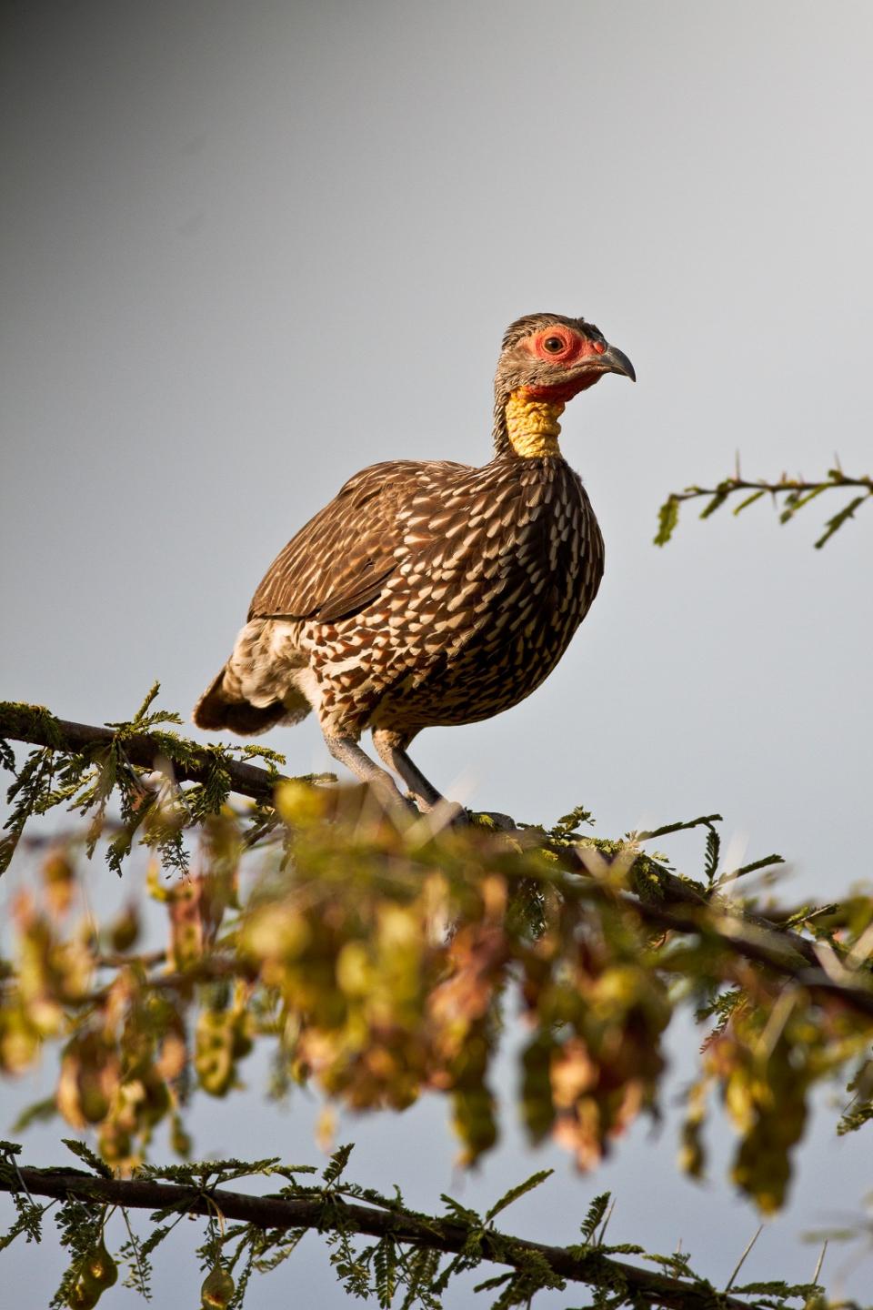 Yellow Necked Spurfowl